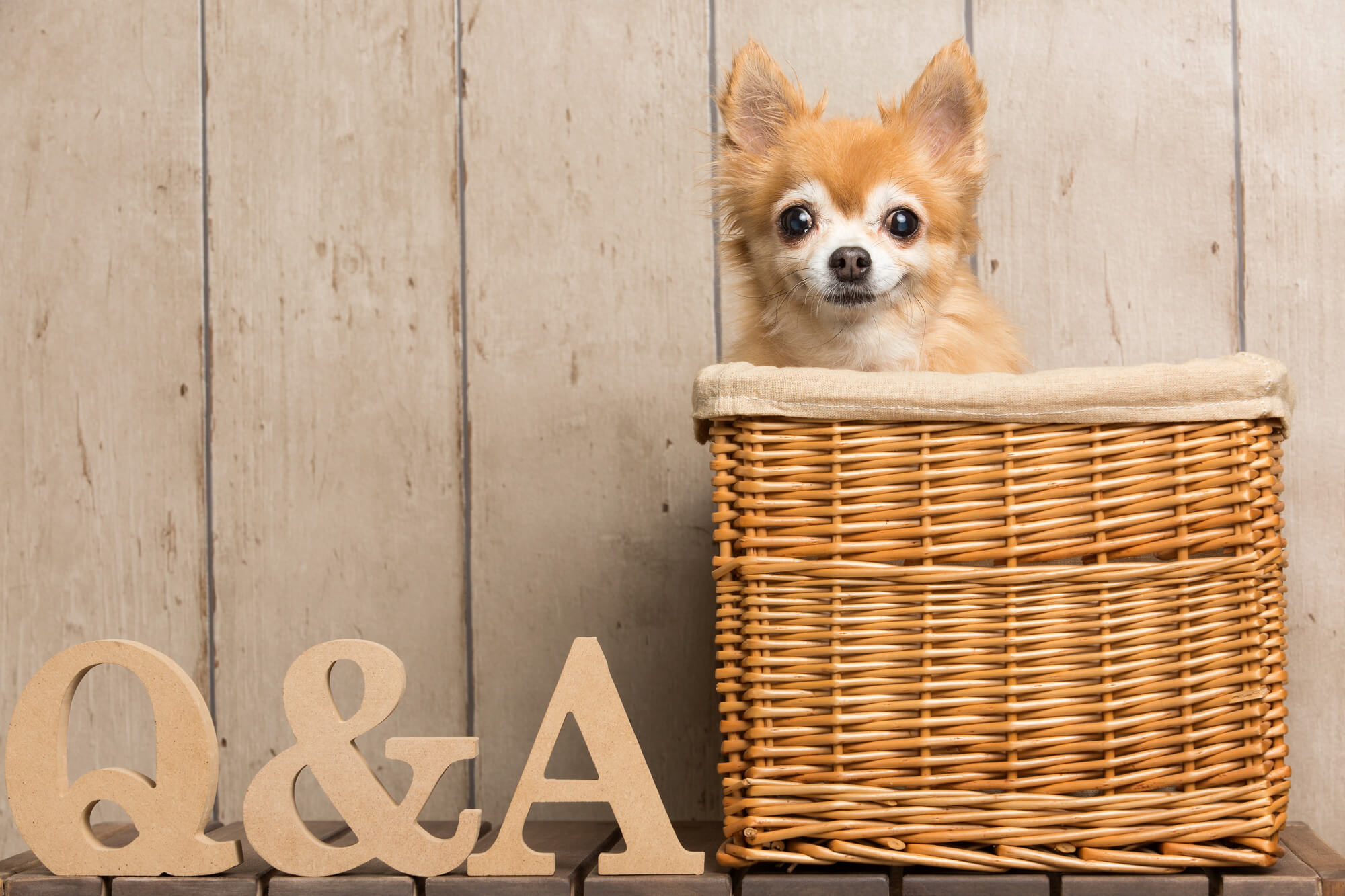 小型犬用リードに関するよくある質問